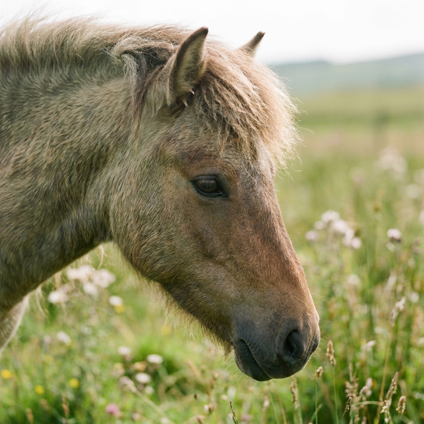 A friendly native cob pony with a kind eye